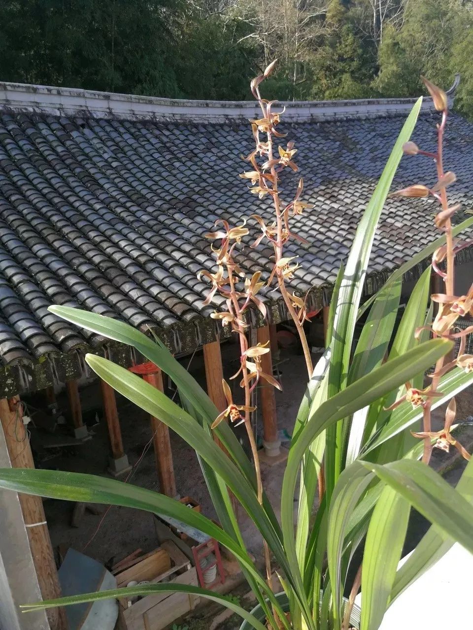 吉祥兰品种大全,六种吉祥兰花