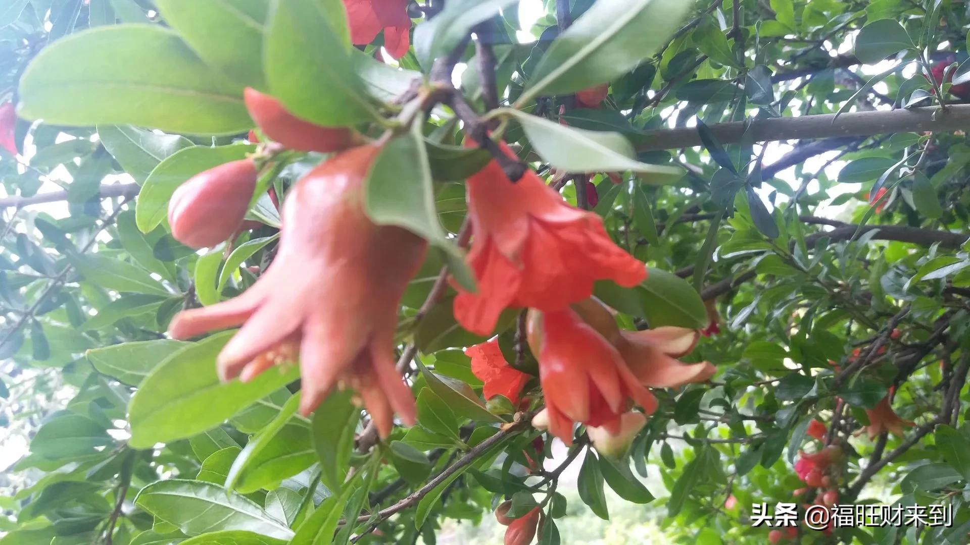 6月5号芒种,2018年6月6日芒种