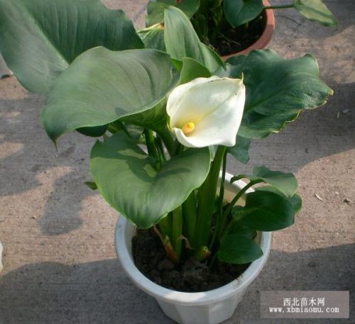 马蹄莲种球春天栽培可以开花吗,如何栽培马蹄莲