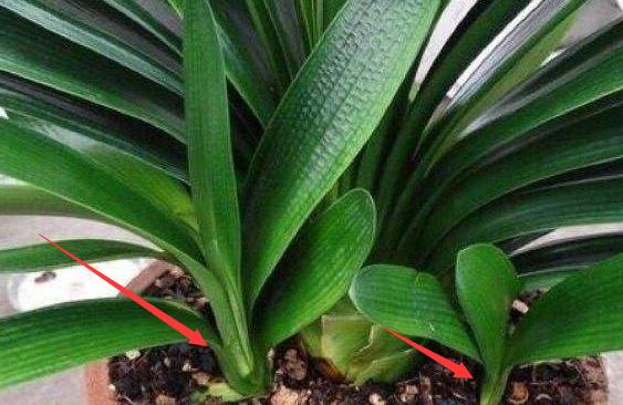 君子兰的养殖方法怎样移栽,君子兰分株移栽的方法