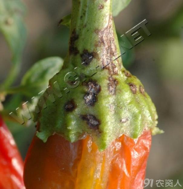 蔬菜细菌病图片大全,破解蔬菜病虫害之谜