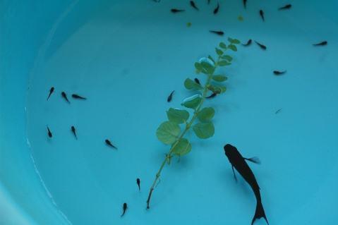 刚出生的孔雀鱼有针尾怎么处理,小孔雀鱼针尾会传染给大鱼吗