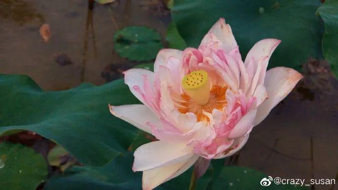 广州有荷花的地方,广州周边的荷花景点推荐