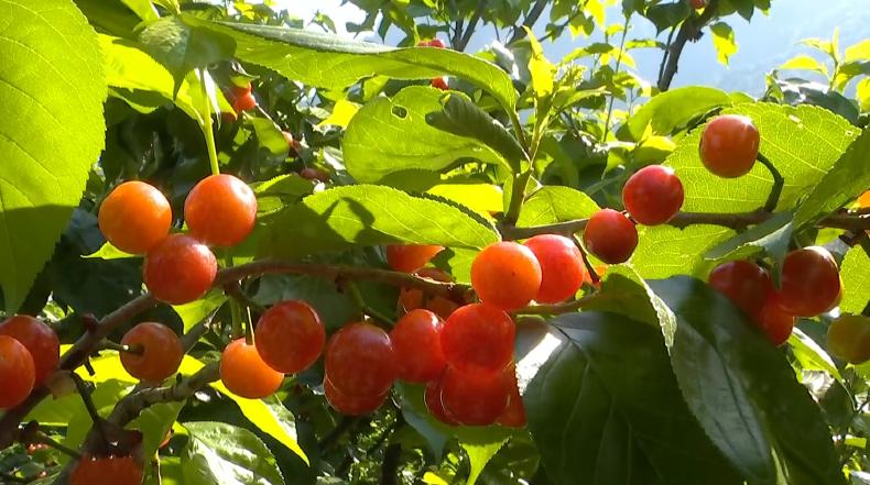 红了樱桃熟了,攀枝花樱桃上市