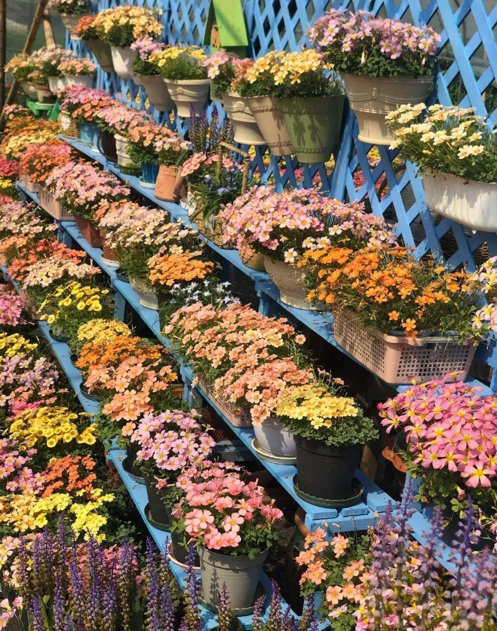 一个小“蒜瓣”,沾土就开花,一平方能养一百盆,生崽一大窝