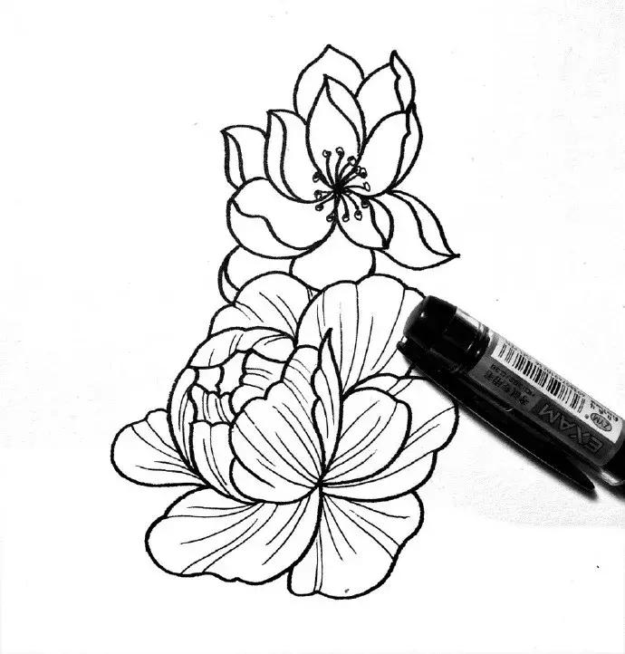 高级线描画花卉大全,花卉线描100种