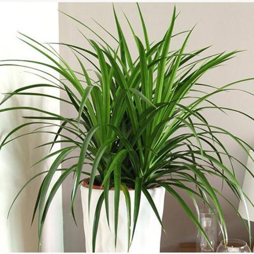 龙血树植物好养么,正宗龙血树大棵好养吗