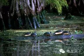 创造自然龟龟环境(翻译国外文章)