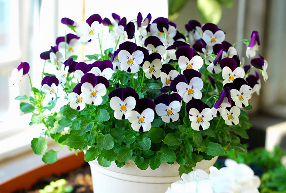 人养花一时养人一生,人养花同时花也养人