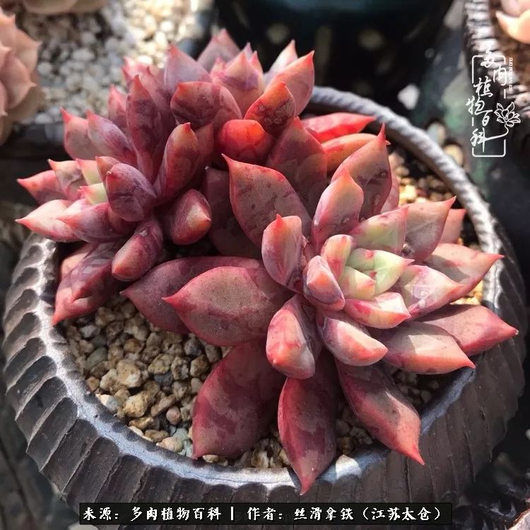 秋叶将落,秋叶即将落下你依然美丽