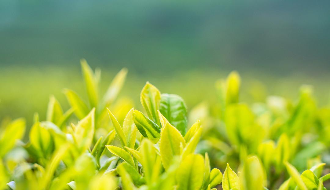 喝茶醒酒的最佳方法,喝茶醒酒方法有哪些图片