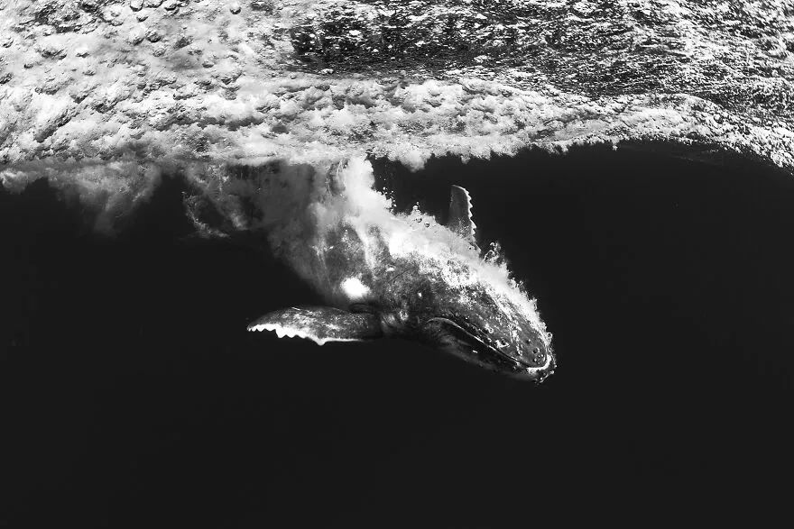 ​16幅海洋摄影佳作，每一张都饱含深意，第一幅就让人陷入沉思