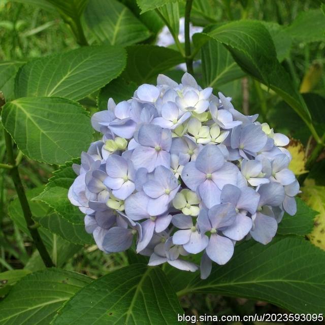 中国诗歌周刊第24集,中国诗歌第1266期完整版