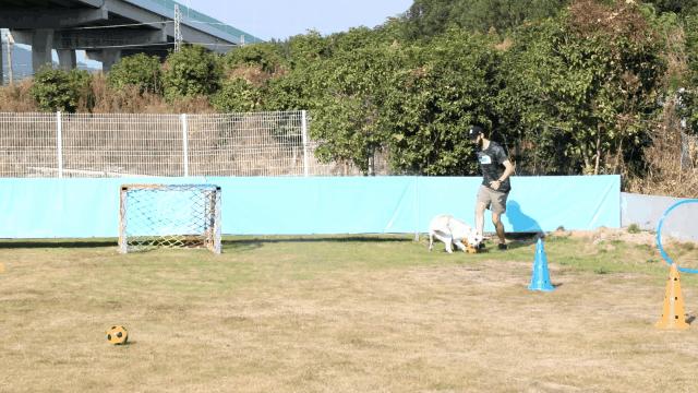 汪汪汪~宁波首家宠物主题乐园登陆江北，铲屎官们走起