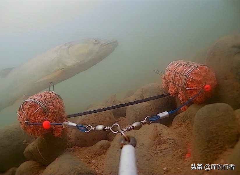 鱤鱼、黑鱼、鲤鱼、草鱼这里鱼种多资源好，石家庄附近钓友好去处
