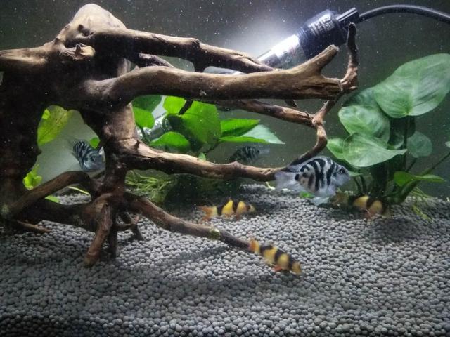 观赏鱼得了白点病应该怎么处理,观赏鱼白点病初期应该治疗吗