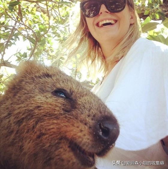 为什么我们会微笑?10个关于微笑袋鼠的萌萌秘密
