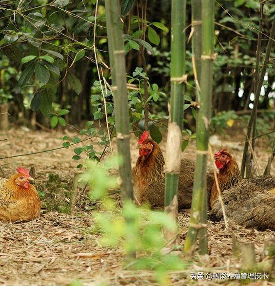 鸡啄鸡尾巴的原因及防治方法,鸡啄羽毛吃怎么回事