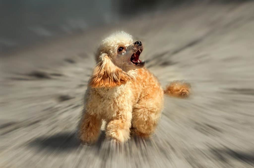 贵宾犬的哪种体态更适合新手,标准型贵宾犬和迷你型贵宾犬区别