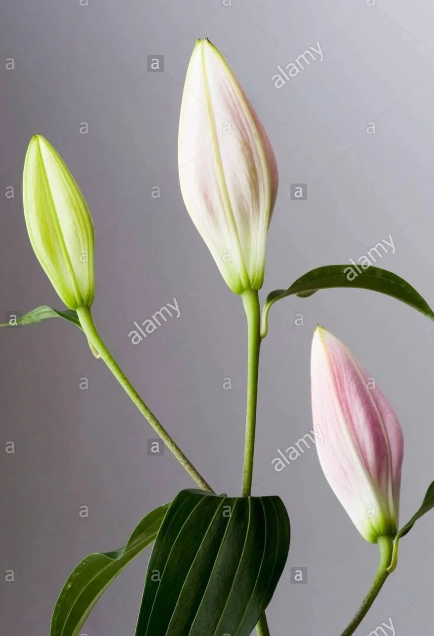 冬盆栽百合的养殖方法和注意事项,百合怎么种避免烂球