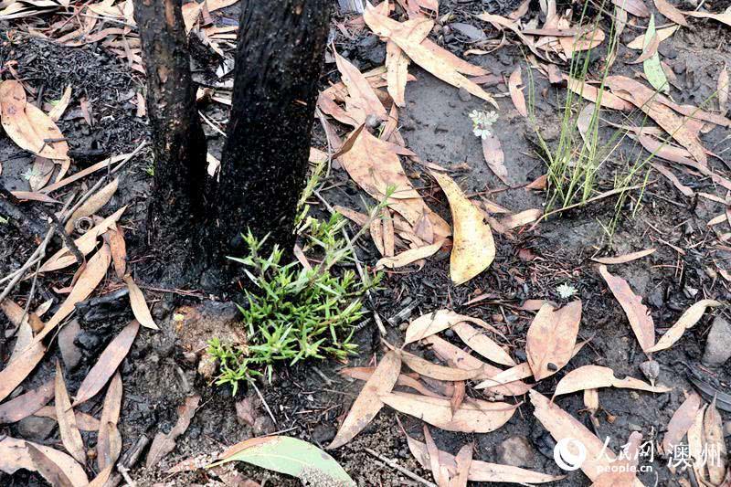 新冠肺炎、澳洲大火、东非蝗灾一系列灾难:2020年到底怎么了