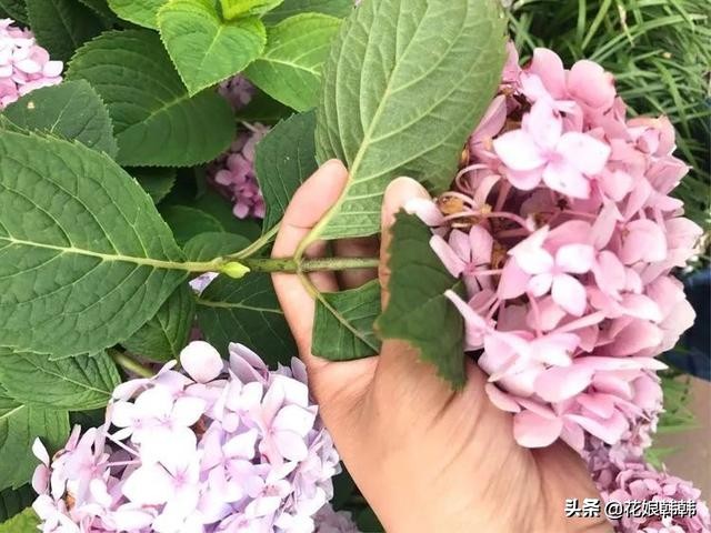 绣球怎么修剪才好,绣球的正确修剪方法