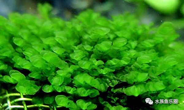 皇冠水草品种大全,亚马逊水草品种