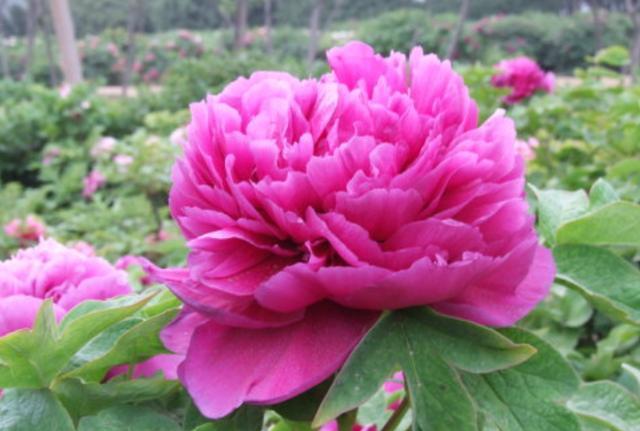 盆栽牡丹的养殖方法和注意事项,盆栽牡丹怎么养怕冻吗