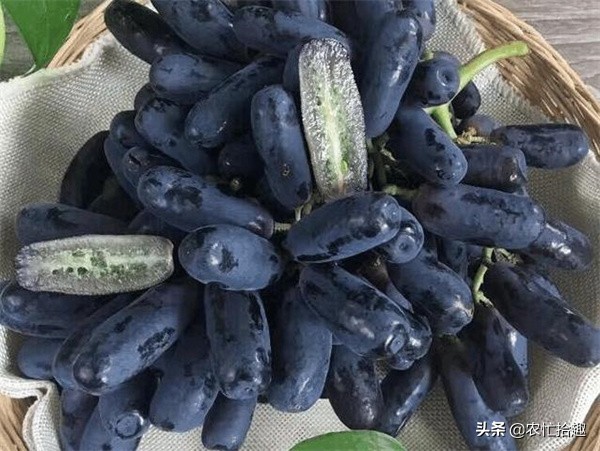 又到一年的稻子成熟季,又到一年果子成熟期