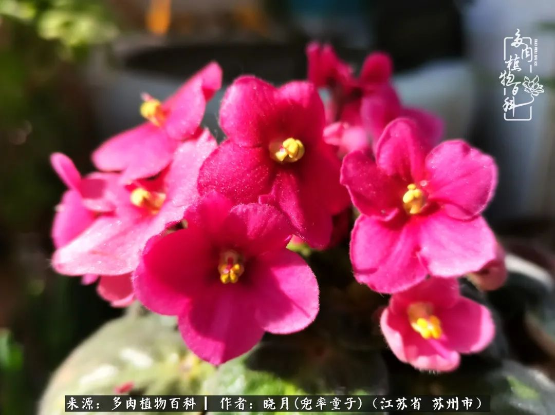 六年时间环游22个国家，却被多肉小萌物征服