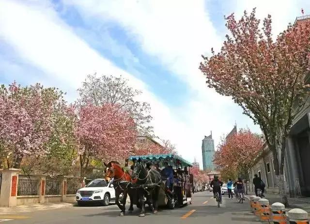 天津赏花好玩的公园,天津东丽湖哪里可以赏花