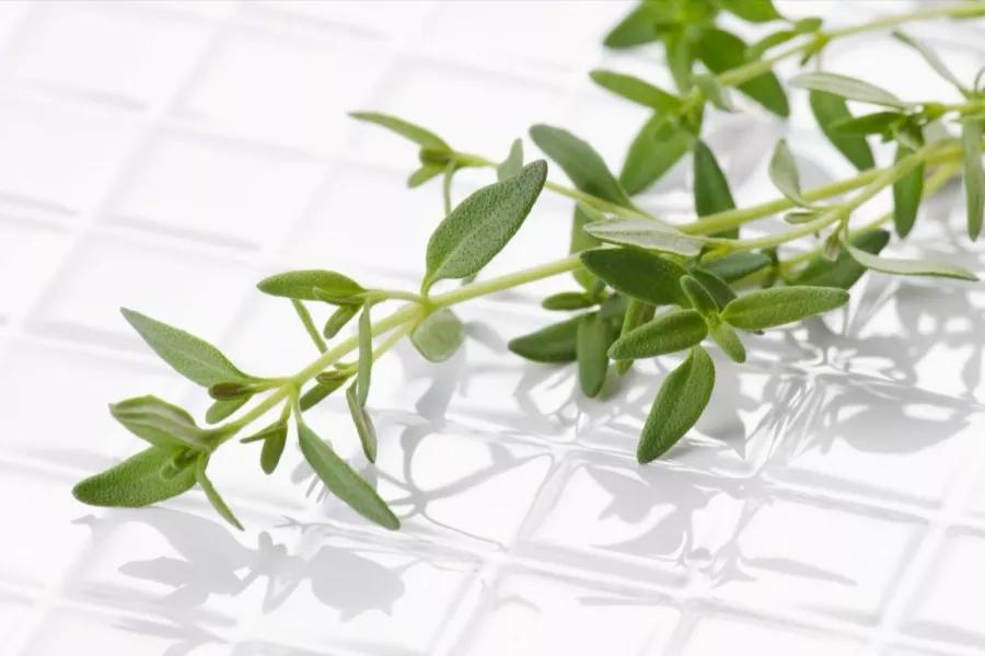 多特瑞尤加利精油的功效与用法,干枯毛躁的护发精油的正确用法