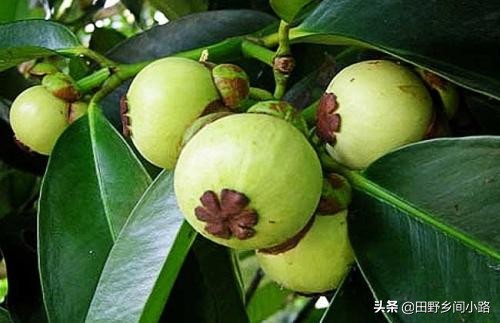 山竹的生长期几年挂果,山竹的价格和种植条件