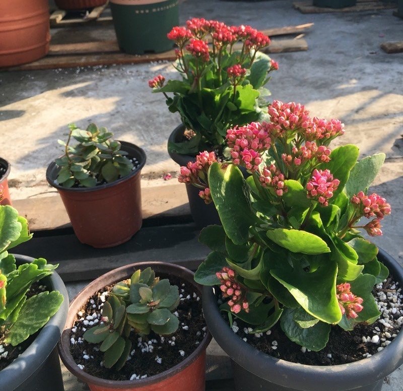 扦插的落地生根多少天可以生根,扦插新手