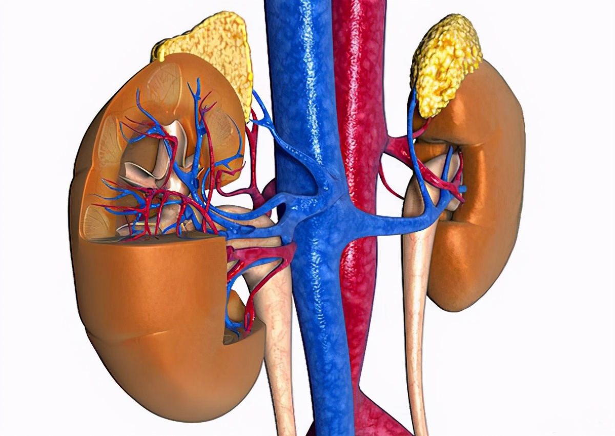 男人肾病怎么补,男性肾病有痊愈的方法吗