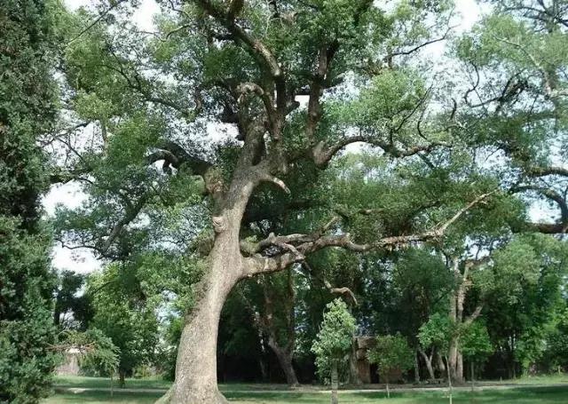 海南常见植物图解视频,海南的树木都有哪些名称