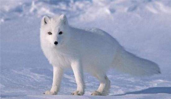 狼图腾大揭秘,狼图腾狼行天下