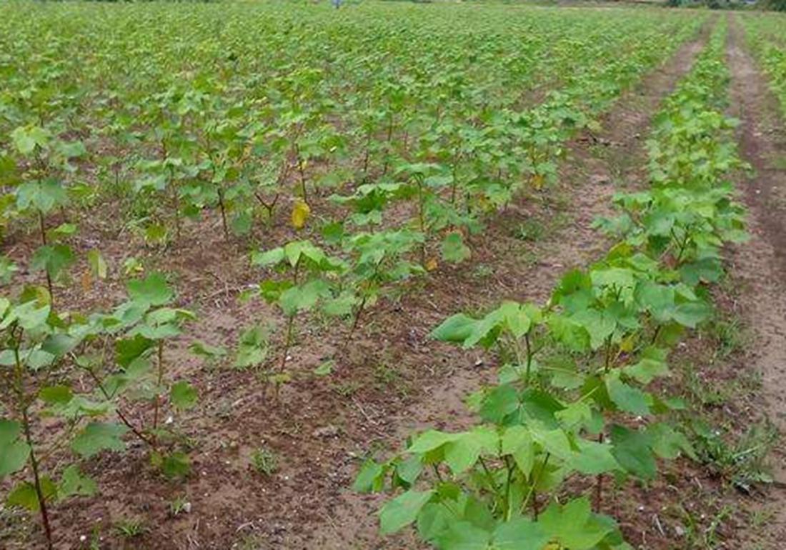 麦棉套种高产栽培技术,棉田套种哪种最好