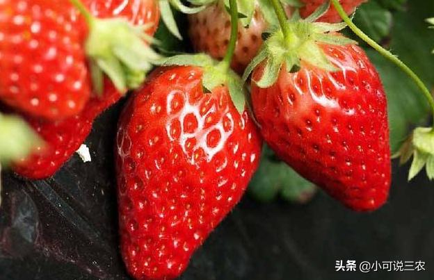 草莓的叶子为什么会弯,草莓的叶子变软怎么回事