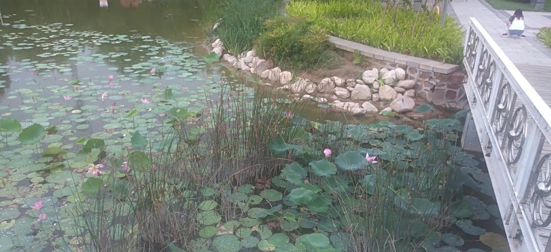 映日荷花别样红湖中美景,莲叶无穷碧映日荷花别样红美景