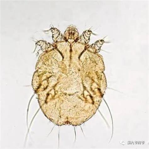 猫九爷：犬猫皮肤病的类型概述