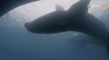 炸裂9.9，BBC再出神片，美得让人脸红