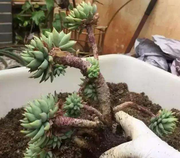 丝绸面纱多肉怎么越养越瘦,多肉越养颜色越浅