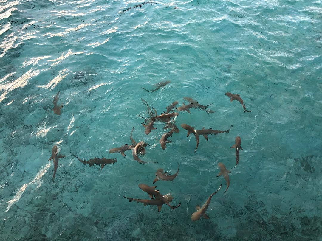 马尔代夫美居岛官网,马尔代夫美景攻略