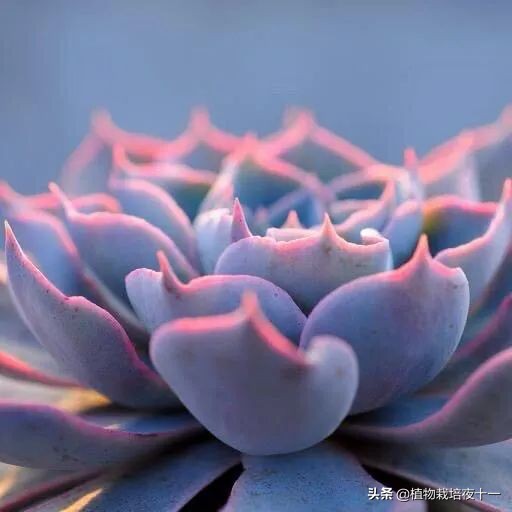 多肉蓝石莲视频,蓝石莲多肉又叫什么