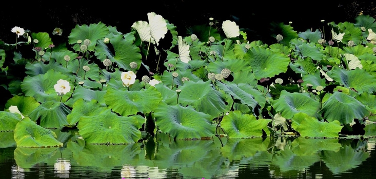 部编版语文一二三年级古诗文汇总,语文部编版二上古诗二首
