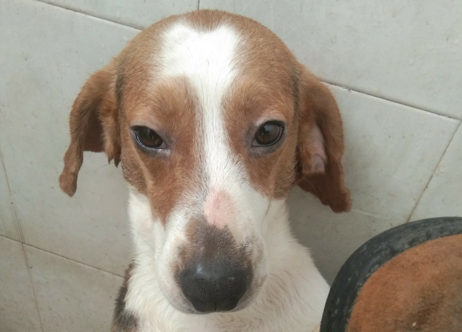 养比格犬好玩吗,比格犬适合新手养吗