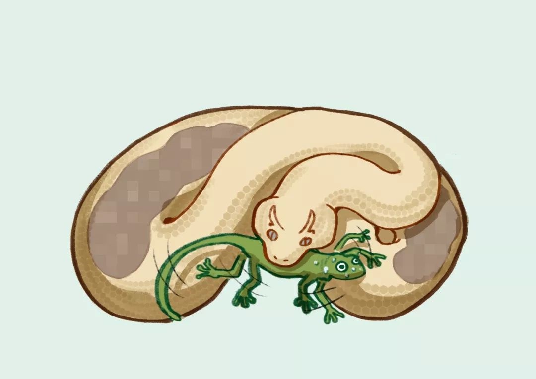 蟒蛇吞蛇被撑死,蟒蛇被眼镜蛇吞