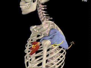 腰肌劳损正确的康复方法是什么,腰肌劳损正确的康复方法