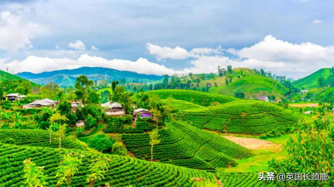 咖啡太苦奶茶太甜,咖啡太苦也太甜